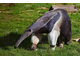 ant eater.jpg